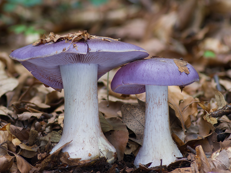 Cortinarius eucaeruleus